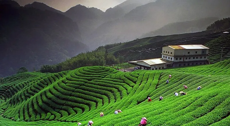 Terraced tea gardens on the hills at Kausani