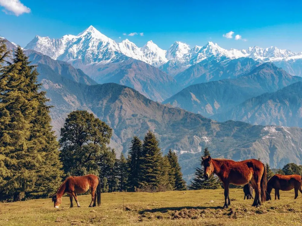 Horses grazing below the snow-capped Panchachuli peaks at Munsyari